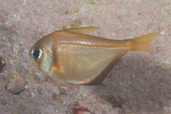 Pempheris compressa