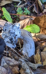 Hypomyces cervinigenus