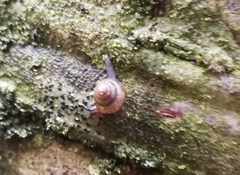 Ovachlamys
