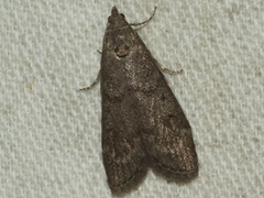 Heteromicta pachytera