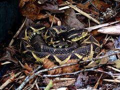 Bothrops jararacussu