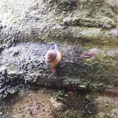 Ovachlamys