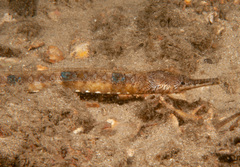 Filicampus tigris