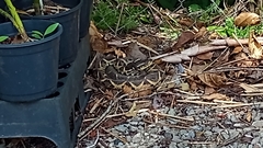 Bothrops jararacussu