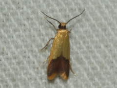 Heteroteucha dichroella