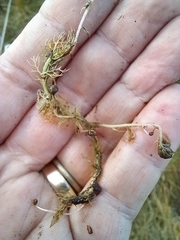 Utricularia australis