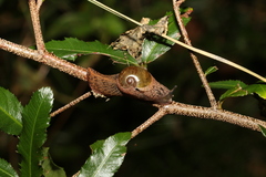 Stanisicarion freycineti