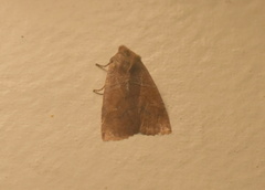 Eupsilia vinulenta