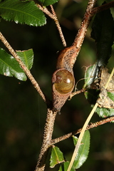 Stanisicarion freycineti