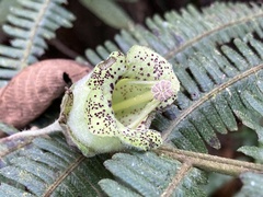 Kohleria