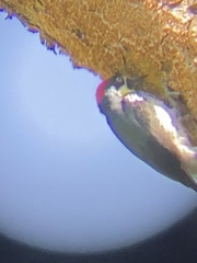 Melanerpes formicivorus image