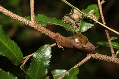 Stanisicarion freycineti
