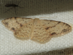 Idaea halmaea