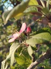 Lygaeus kalmii