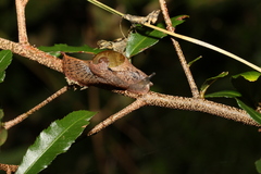 Stanisicarion freycineti