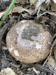 Agaricus bisporus