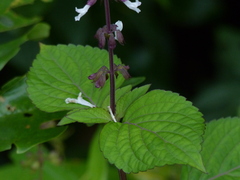 Orthosiphon rubicundus