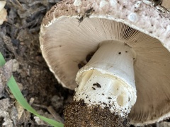 Agaricus bisporus