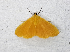 Phaedropsis