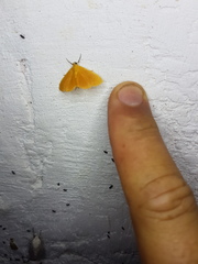 Phaedropsis