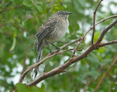 Mimus gundlachii