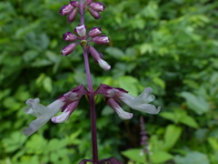 Orthosiphon rubicundus