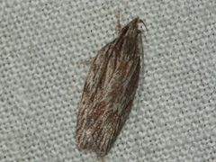 Leistarcha scitissimella