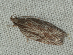Leistarcha scitissimella