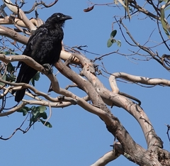 Corvus mellori