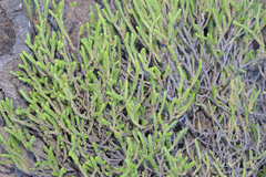 Crassula muscosa