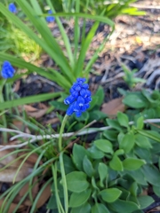 Muscari armeniacum