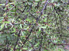 Coprosma propinqua propinqua