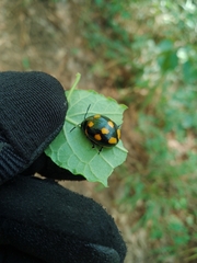 Labidomera suturella