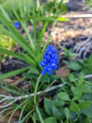 Muscari armeniacum