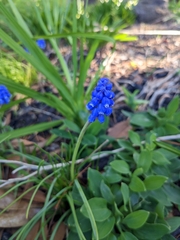 Muscari armeniacum