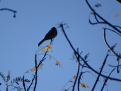 Toxostoma curvirostre