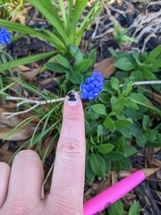 Muscari armeniacum