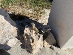 Leiocephalus carinatus