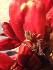 Doryanthes palmeri