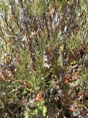 Dracophyllum subulatum