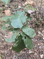 Quercus conzattii