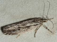 Leistarcha