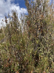 Dracophyllum subulatum