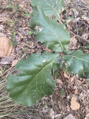 Quercus conzattii