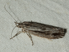 Leistarcha