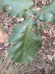 Quercus conzattii