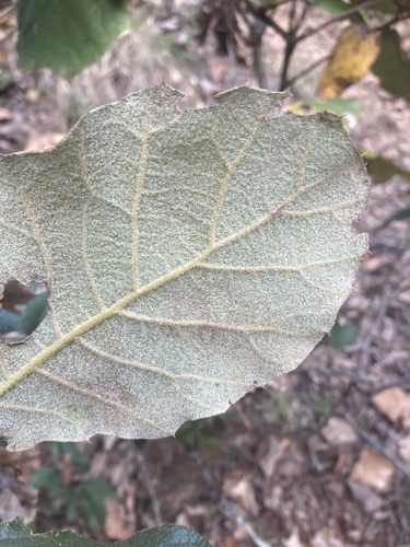 Quercus conzattii