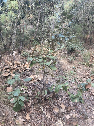 Quercus conzattii