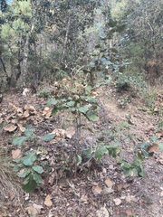 Quercus conzattii