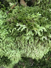 Plagiothecium undulatum